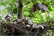 der Anflug... Sperber *Accipiter nisus*