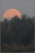an der Rheinfähre... Monduntergang *Walsum*