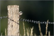 vorsichtiger Blick... Neuntöter *Lanius collurio*, Männchen versteckt sich hinter einem Zaunpfahl